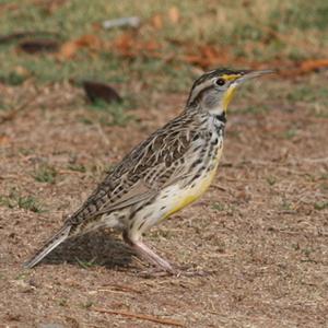 Western Meadowlark