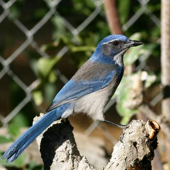 California Scrub-Jay