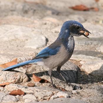 California Scrub-Jay