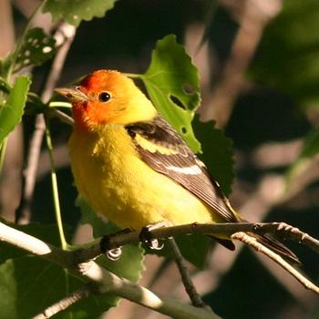 Western Tanager