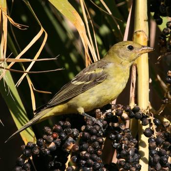 Western Tanager