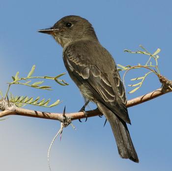 Western Wood-Pewee