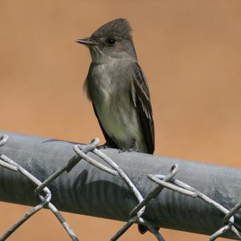 Western Wood-Pewee