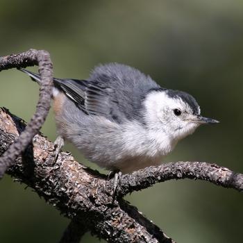 White-breasted Nuthatch