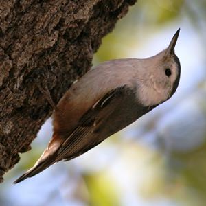 White-breasted Nuthatch