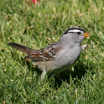White-crowned Sparrow
