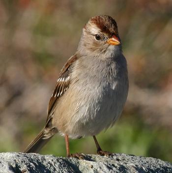 White-crowned Sparrow