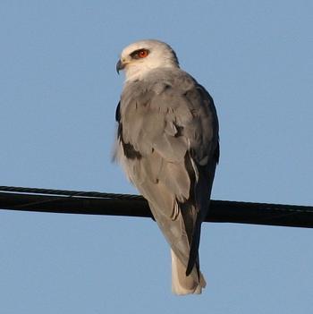 White-tailed Kite