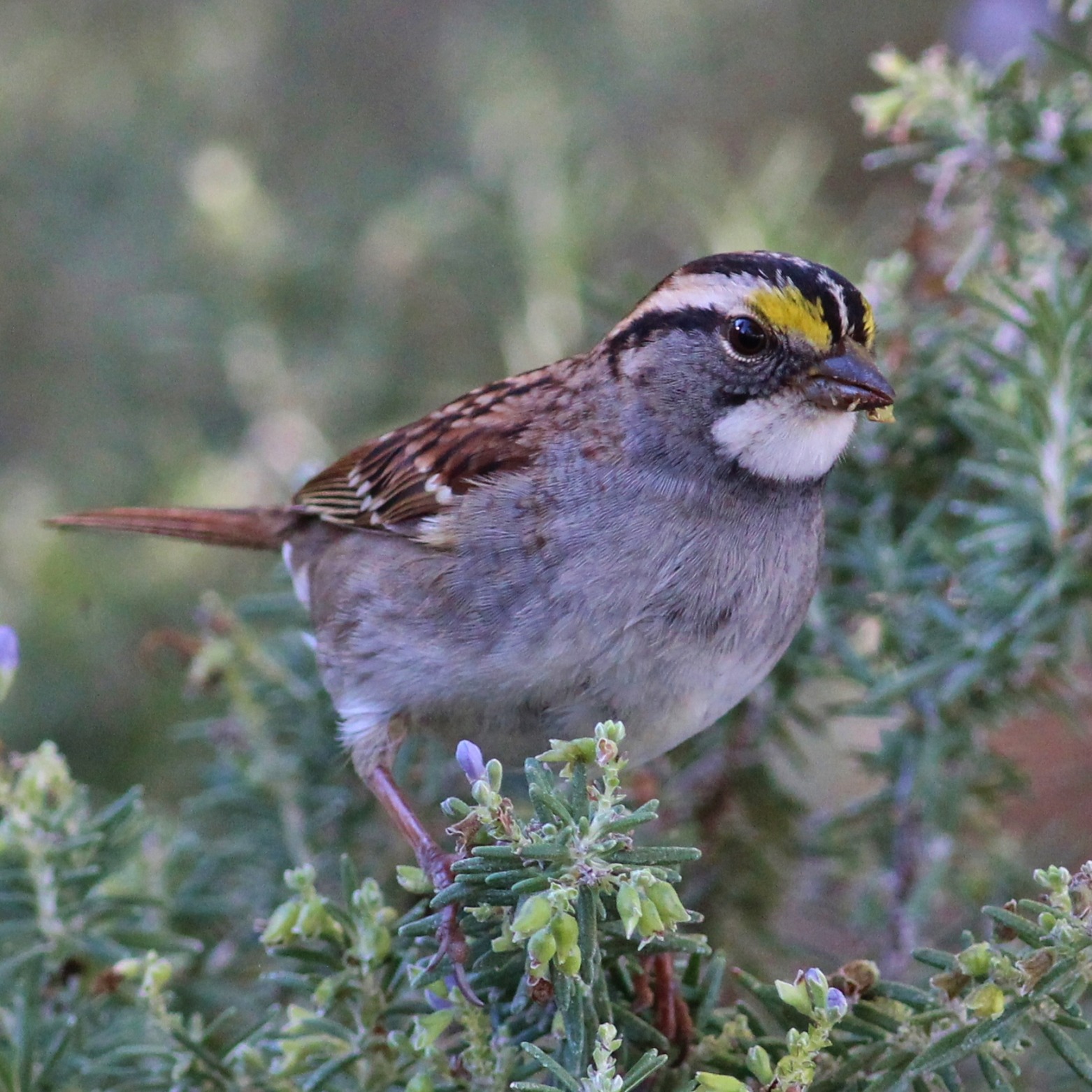 White-throated Sparrow