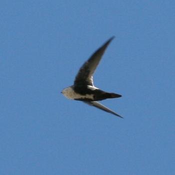 White-throated Swift