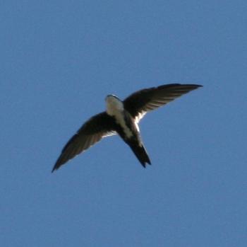 White-throated Swift