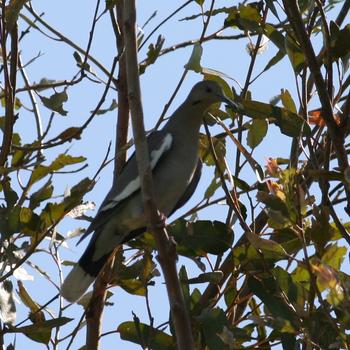 White-winged Dove