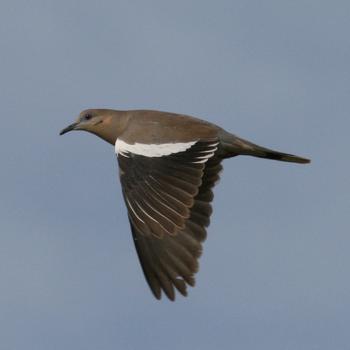 White-winged Dove