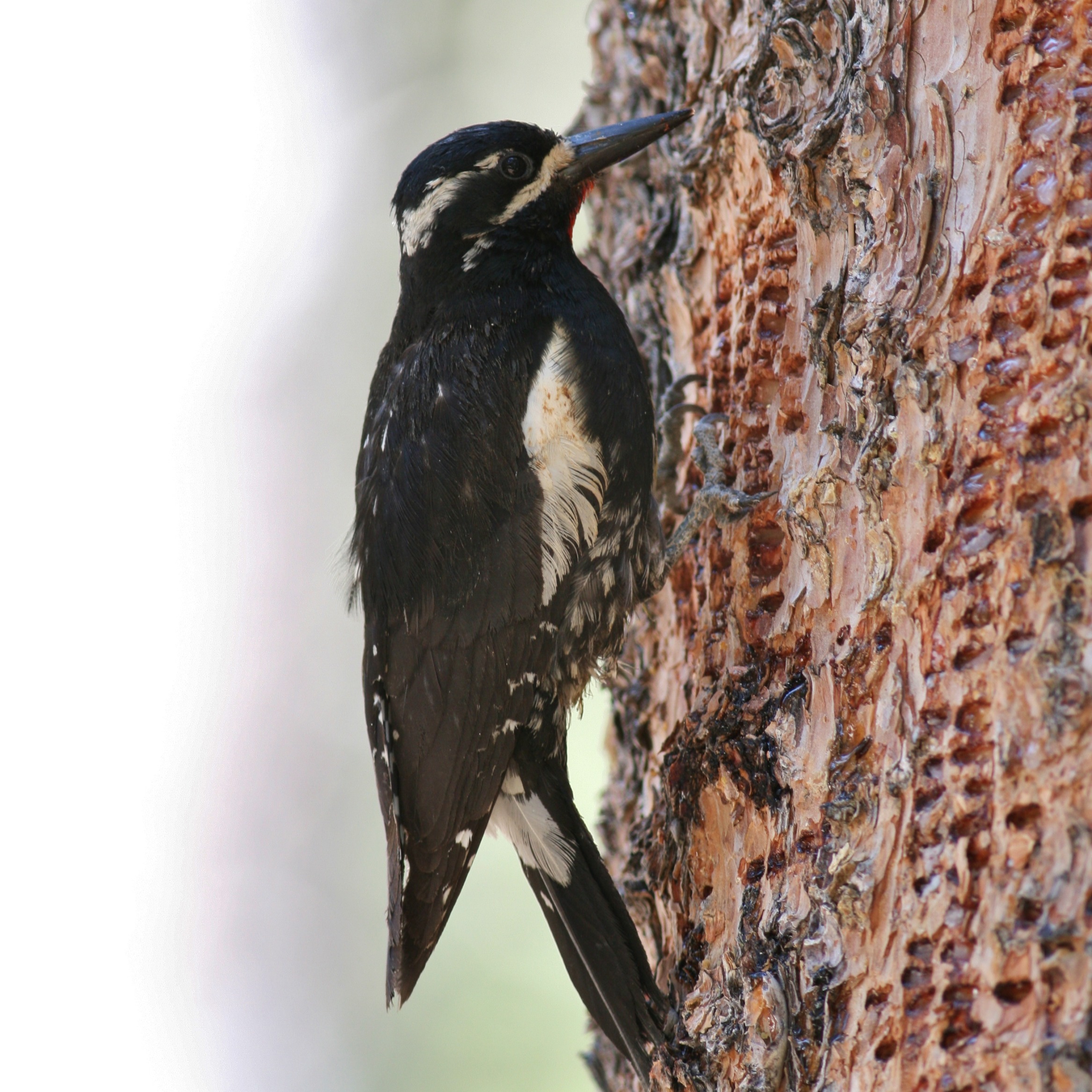 Williamson's Sapsucker