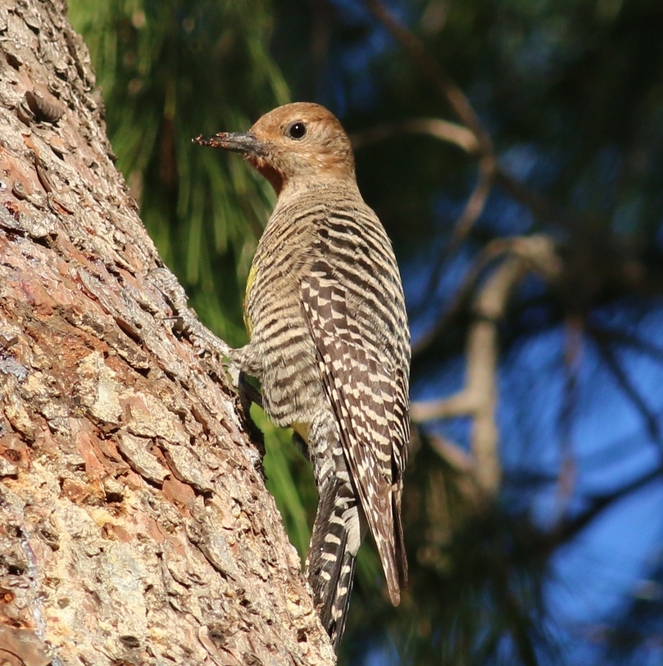 Williamson's Sapsucker