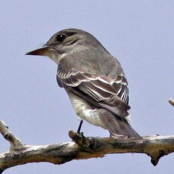 Willow Flycatcher