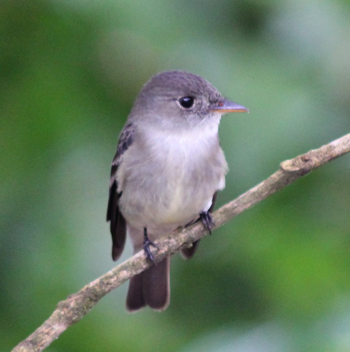 Willow Flycatcher