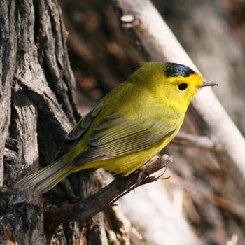 Wilson's Warbler