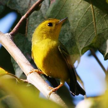 Wilson's Warbler