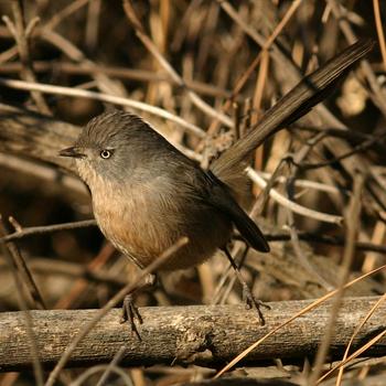 Wrentit