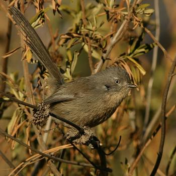 Wrentit 