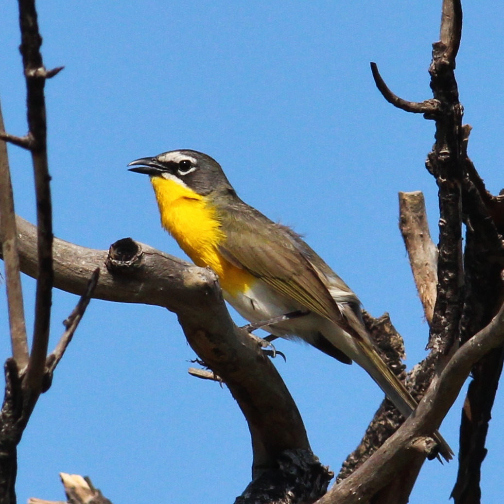 Yellow-breasted Chat