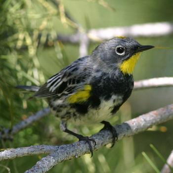 Yellow-rumped Warbler