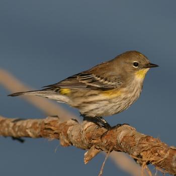 Yellow-rumped Warbler