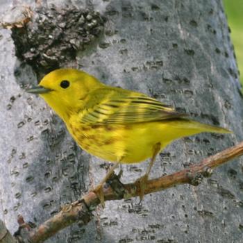 Yellow Warbler