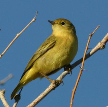 Yellow Warbler